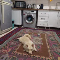 سگ تربیت شده خونگی|سگ|جیرفت, |دیوار