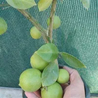 شید گلخانه تور سفید و سبز با گارانتی کارخونه|خدمات باغبانی و درختکاری|تهران, شوش|دیوار