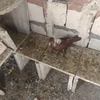 الابوغازنر تاگوز|پرنده|اردبیل, |دیوار