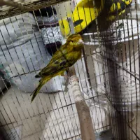 قناری نر سبز بخونه و گلبسر بخون|پرنده|کرمان, |دیوار