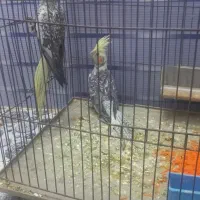 عروس پاریس یا هلندی|پرنده|کارون, |دیوار