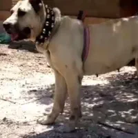 واگذاری ماده خیلی درشت گوسفندی وخاستار|سگ|سبزوار, پاسداران|دیوار