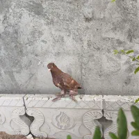 کبوتر راعبی جوونه