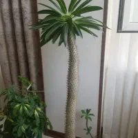فروش نخل ماداگاسکار