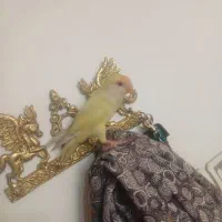 عسلی طوطی بریزیلی فول رام