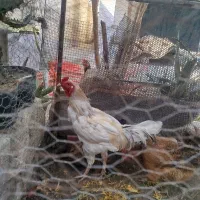 خروس لاری سفید 950