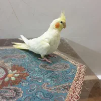 عروس هلندی ماده|پرنده|سراب, |دیوار