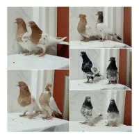 10 عدد کبوتر بضمانت گشت و بازی