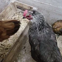 دو تا مرغ گلپایگان تخم گذار کرچ شو.دوتا نیمچه جوجه