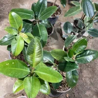 فروش انواع گل های زینتی و آپارتمانی