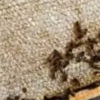 عسل طبیعی|خوردنی و آشامیدنی|سلطانیه, |دیوار