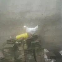 گلین و لاری