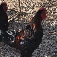 خروس ویاندوت