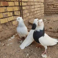 سه عدد طوقی میزون