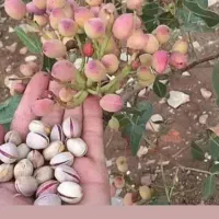 مشاوره تخصصی کاشت و برداشت پسته افزایش عملکرد باغ|خدمات باغبانی و درختکاری|قم, زنبیل آباد|دیوار