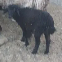 بره ماده ۳ ماهه