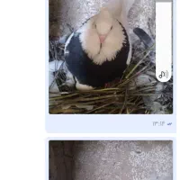 جوجه طوقی|پرنده|مبارکه, |دیوار