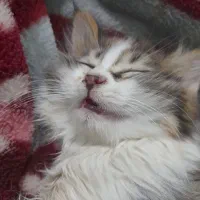 فروش بچه گربه پرشین خانگی