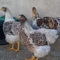 تخم نطفه دار