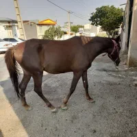 مادیان|اسب و تجهیزات اسبسواری|اراک, |دیوار