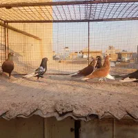 فروش کبوتر|پرنده|شیراز, امام حسین|دیوار