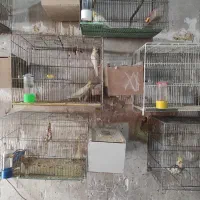 عروس هلندی|پرنده|ارومیه, |دیوار