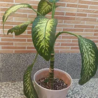 گل و گلدان دیفن باخیا