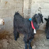 چپش دوبری دبر دوبر  روزگاری میش بره
