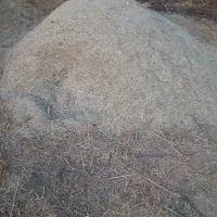 علف‌‌سبز‌جنگل‌|لوازم جانبی حیوانات|بهار, |دیوار