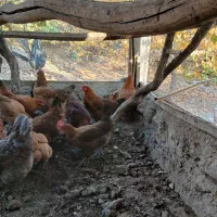 مرغ محلی تخمگذار