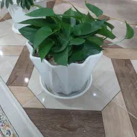 گلهای زیبا با گلدانهای زیبا|گل و گیاه طبیعی|مبارکه, |دیوار