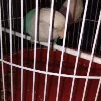 یک جفت طوطی کوتوله آماده تخم|پرنده|ایرانشهر, |دیوار