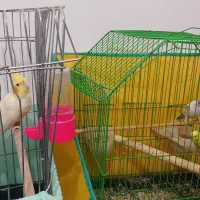 دو عدد مرغ عشق ویه عروس هلندی رام ،|پرنده|رشت, آب و برق|دیوار