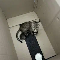 واگذاری گربه مادر به همراه 4 بچه گربه