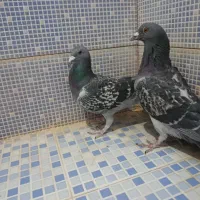 انواع کبوتر|پرنده|دهدشت, |دیوار