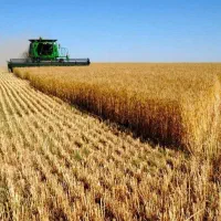 اجاره زمین کشاورزی دیم بانگولان ۲ساله