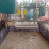 فروش یک جفت مرغ عشق مولد نژاد دار با 2تا جوجه|پرنده|مهدی شهر, |دیوار