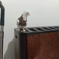 جوجه جیروماده طوقی|پرنده|قم, ولیعصر|دیوار