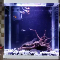 آکواریوم کاملا سالم با ماهی .