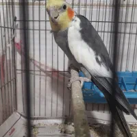 یک جفت عروس هلندی