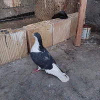 کبوتر|پرنده|مشهد, کشف|دیوار