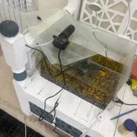 آکواریوم با بخاری وسنگلامپ یکی گیاه یکی ماهی ارزون