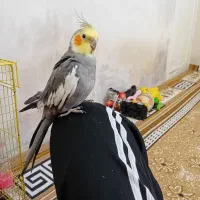 یک جفت عروس هلندی|پرنده|لالجین, |دیوار