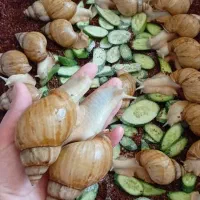 فروش حلزون آچاتینا و آلبینو