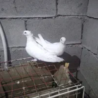 قیمت ۴۰۰