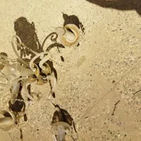 تعدادی لوستر|لوستر و چراغ آویز|پیر بکران, |دیوار