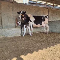 گاو شیری با گوساله سیمینتال ماده جنس