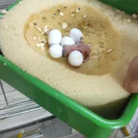 پرنده|حراج|مسجد سلیمان, |دیوار