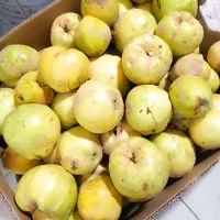 میوه