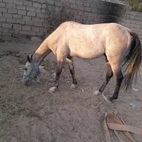 اسب عرب نریون|اسب و تجهیزات اسبسواری|بم, |دیوار